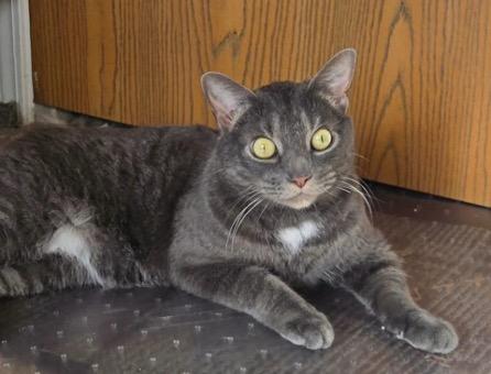 Enlarge Miles, a Adoptable Tabby in Cincinnati, OH image 2/2