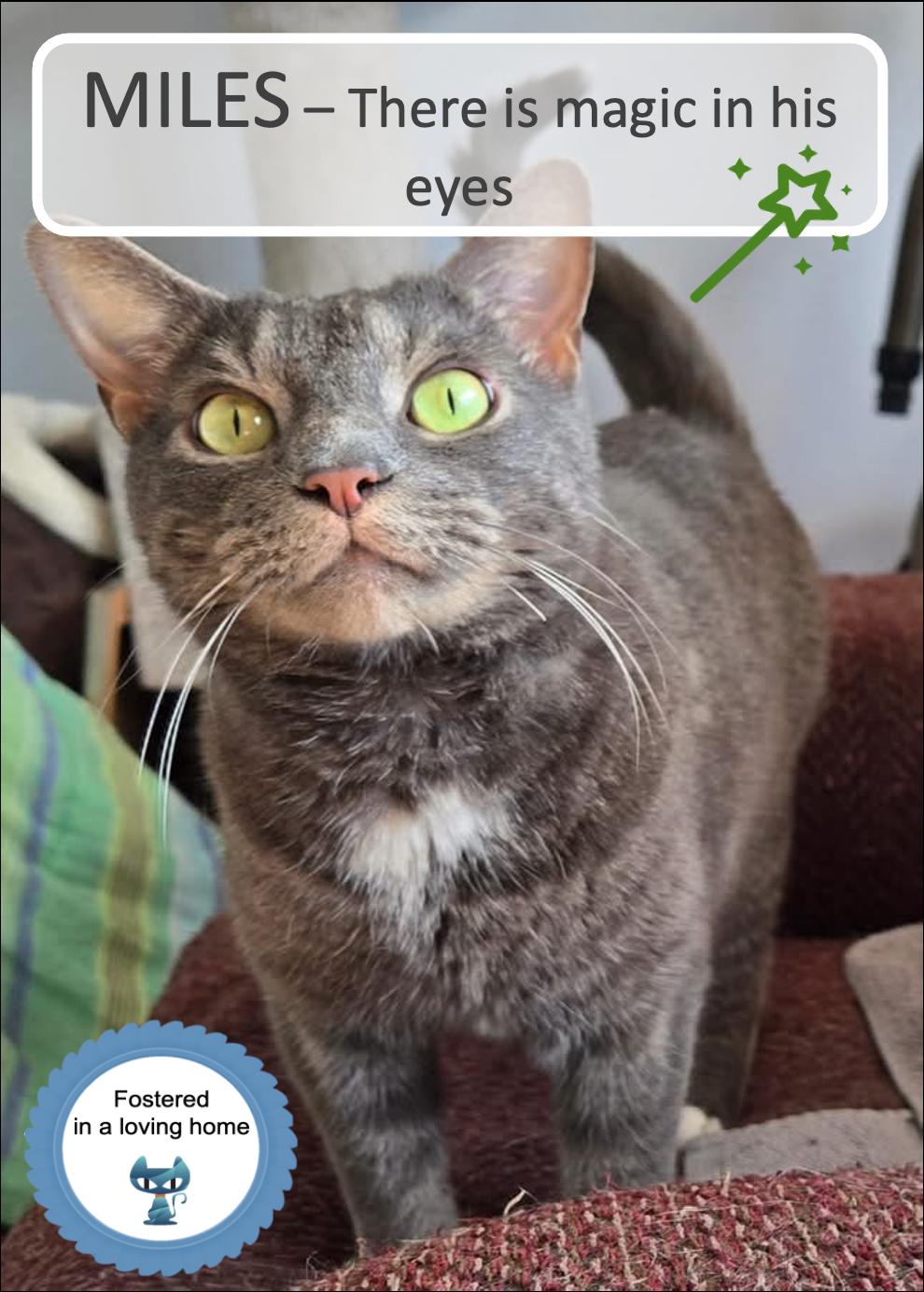 Enlarge Miles, a Adoptable Tabby in Cincinnati, OH image 1/2