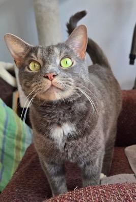 Enlarge Miles, a Adoptable Tabby in Cincinnati, OH image 2/2