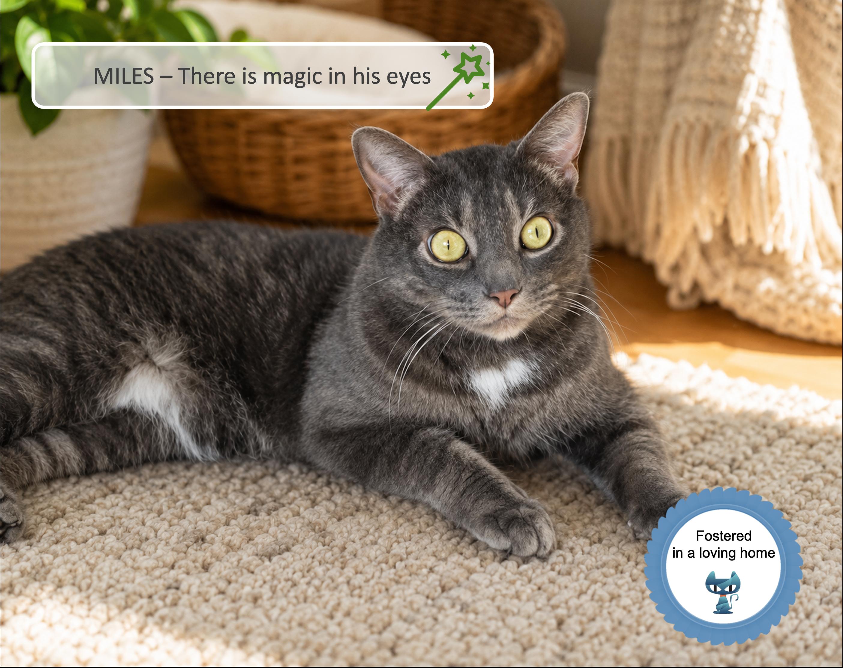 Miles, Adoptable, Adult Male Tabby.