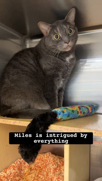 Enlarge Miles, a Adoptable Tabby in Cincinnati, OH video 3/3