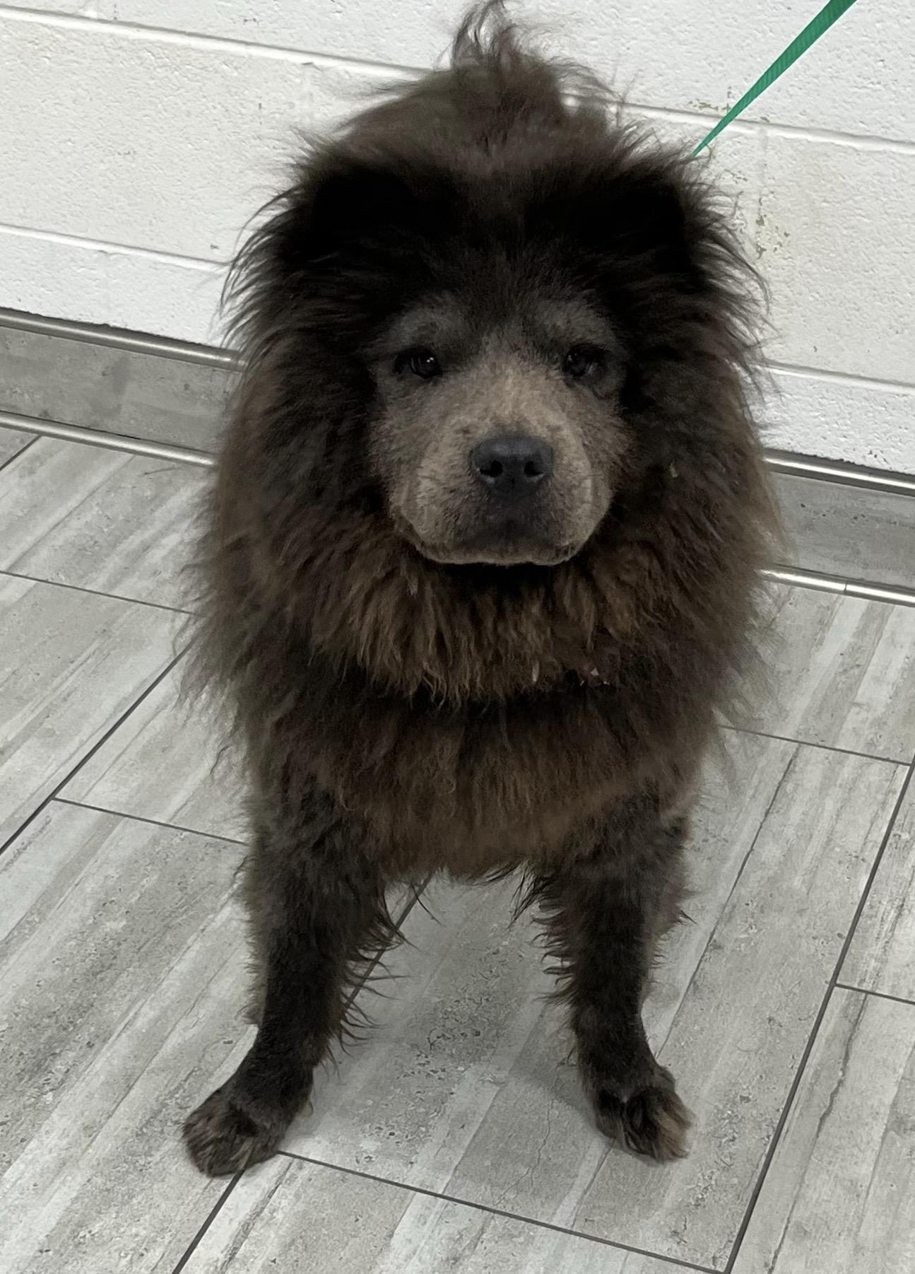 Enlarge Lexi, a Adopted Chow Chow in Perrysburg, OH image 3/5
