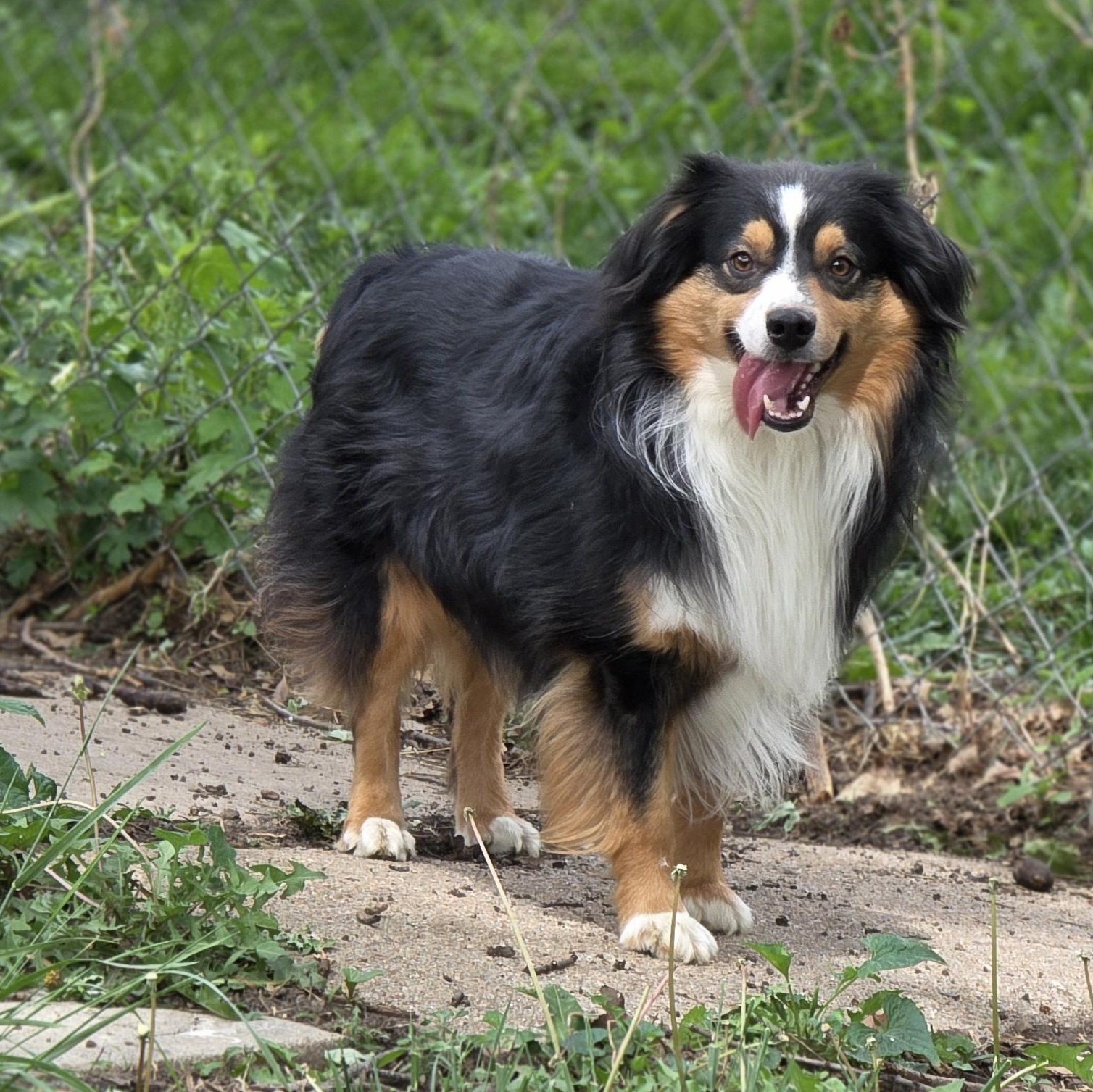 Turbo, Adoptable, Adult Male Australian Shepherd.