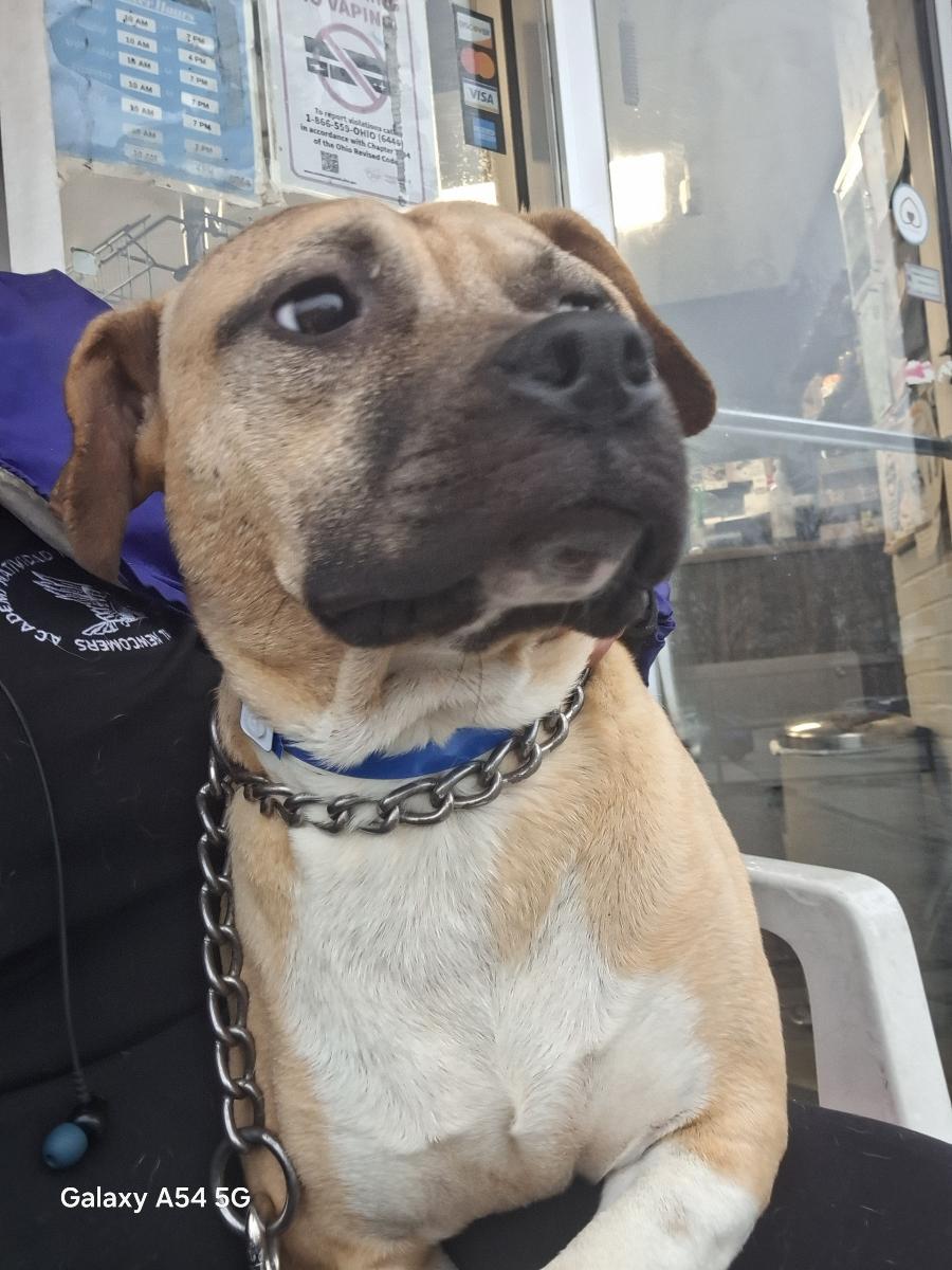 Wilbur, Adoptable, Young Male American Bulldog.