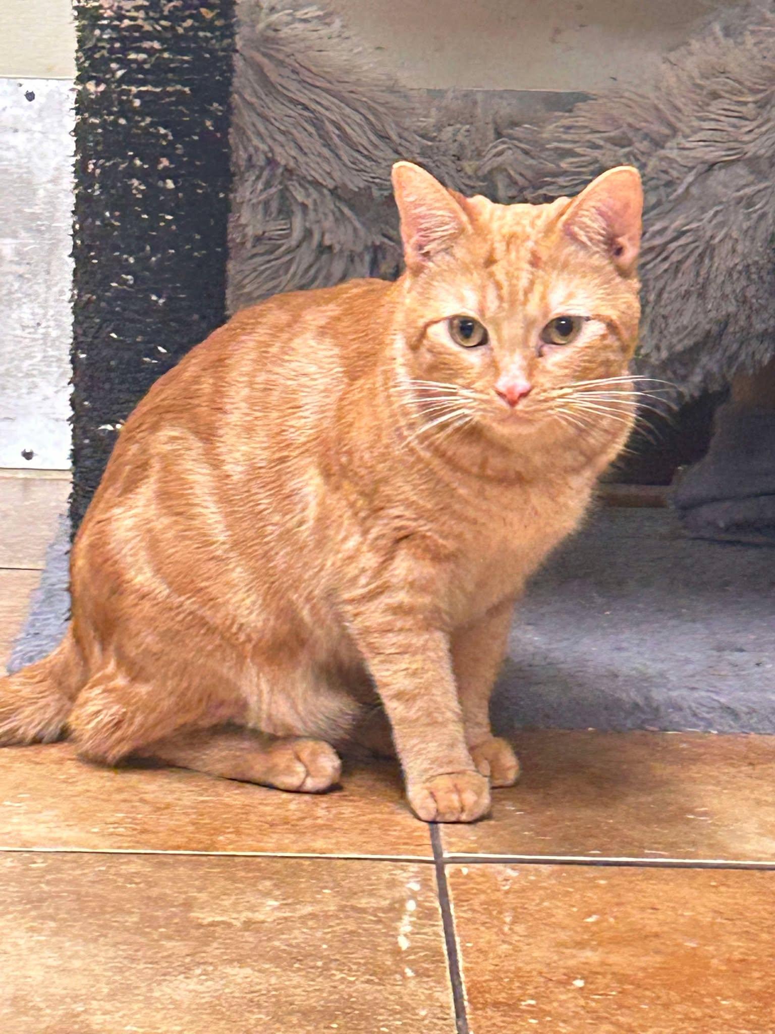 Enlarge OFFICER DOMINQUE LUCA, a Adoptable mixed breed in HEMET, CA image 2/6