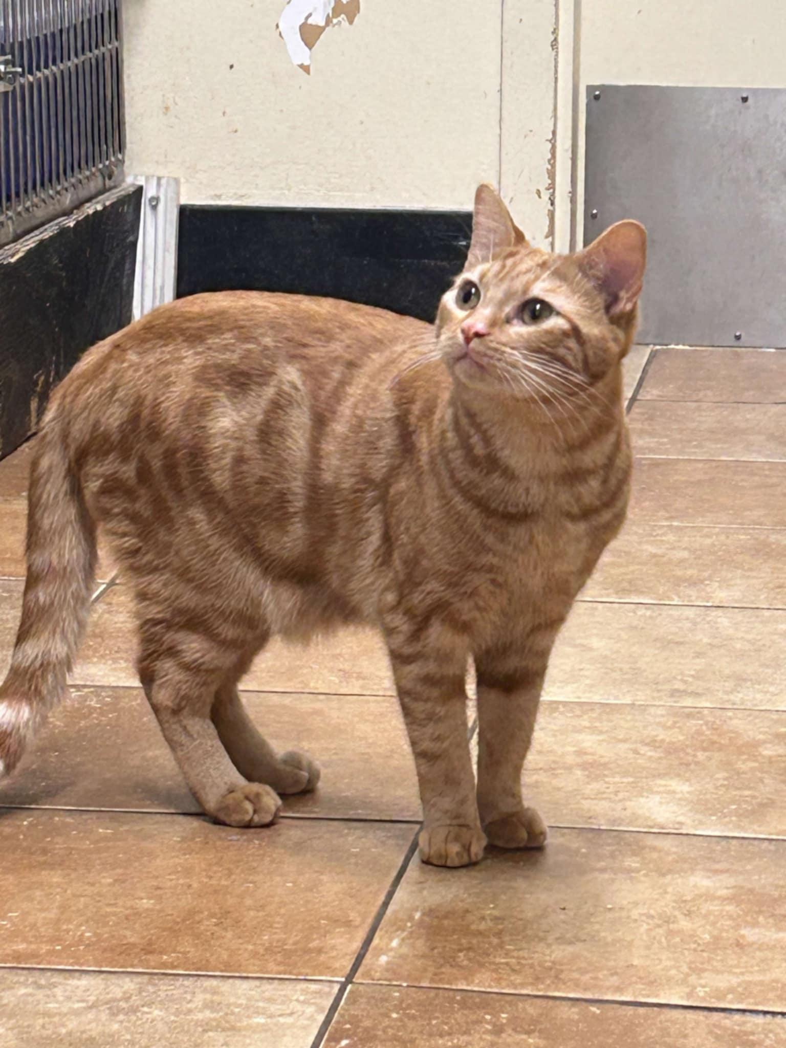 Enlarge OFFICER DOMINQUE LUCA, a Adoptable mixed breed in HEMET, CA image 4/6