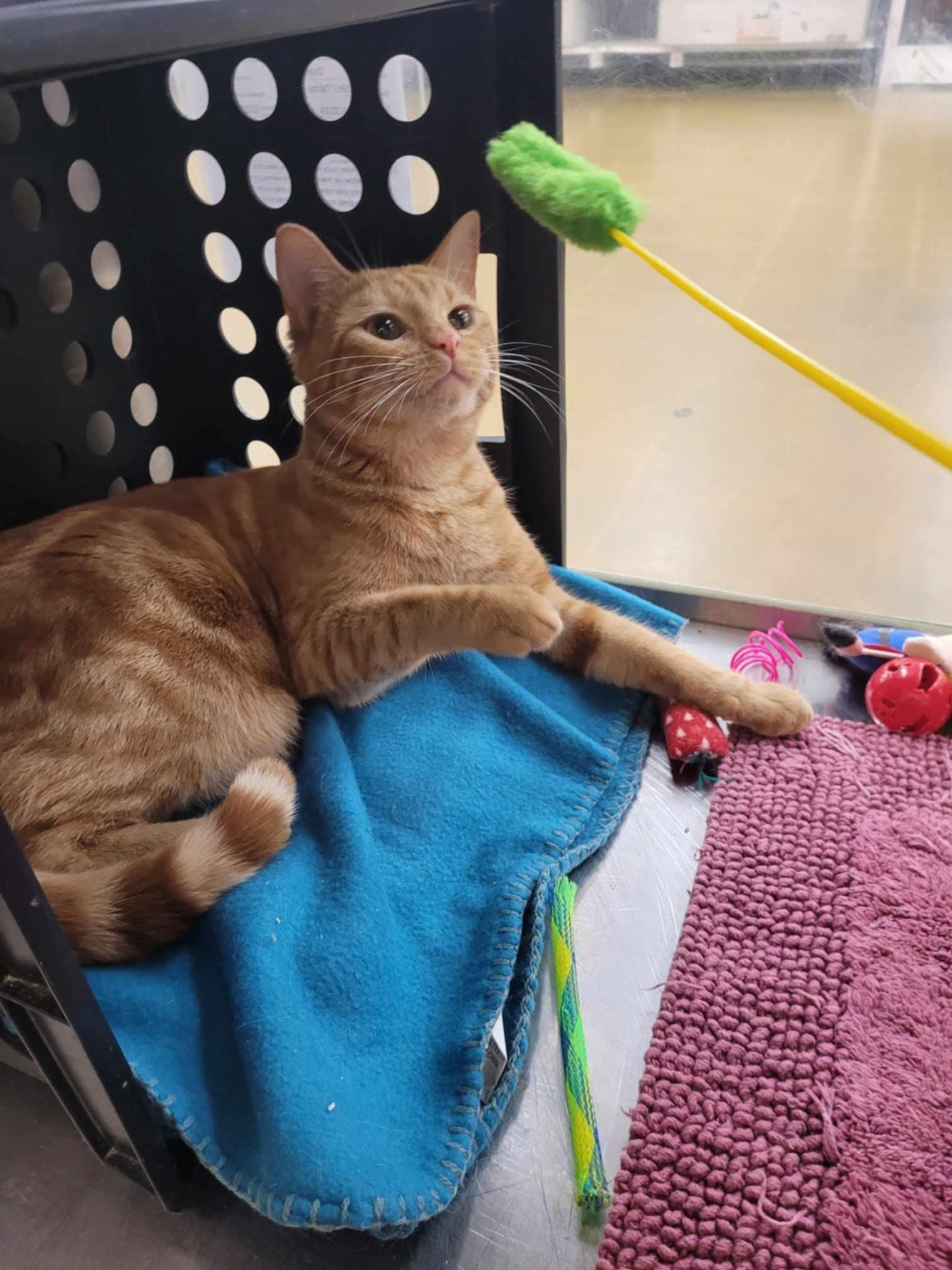 Enlarge OFFICER DOMINQUE LUCA, a Adoptable mixed breed in HEMET, CA image 3/6