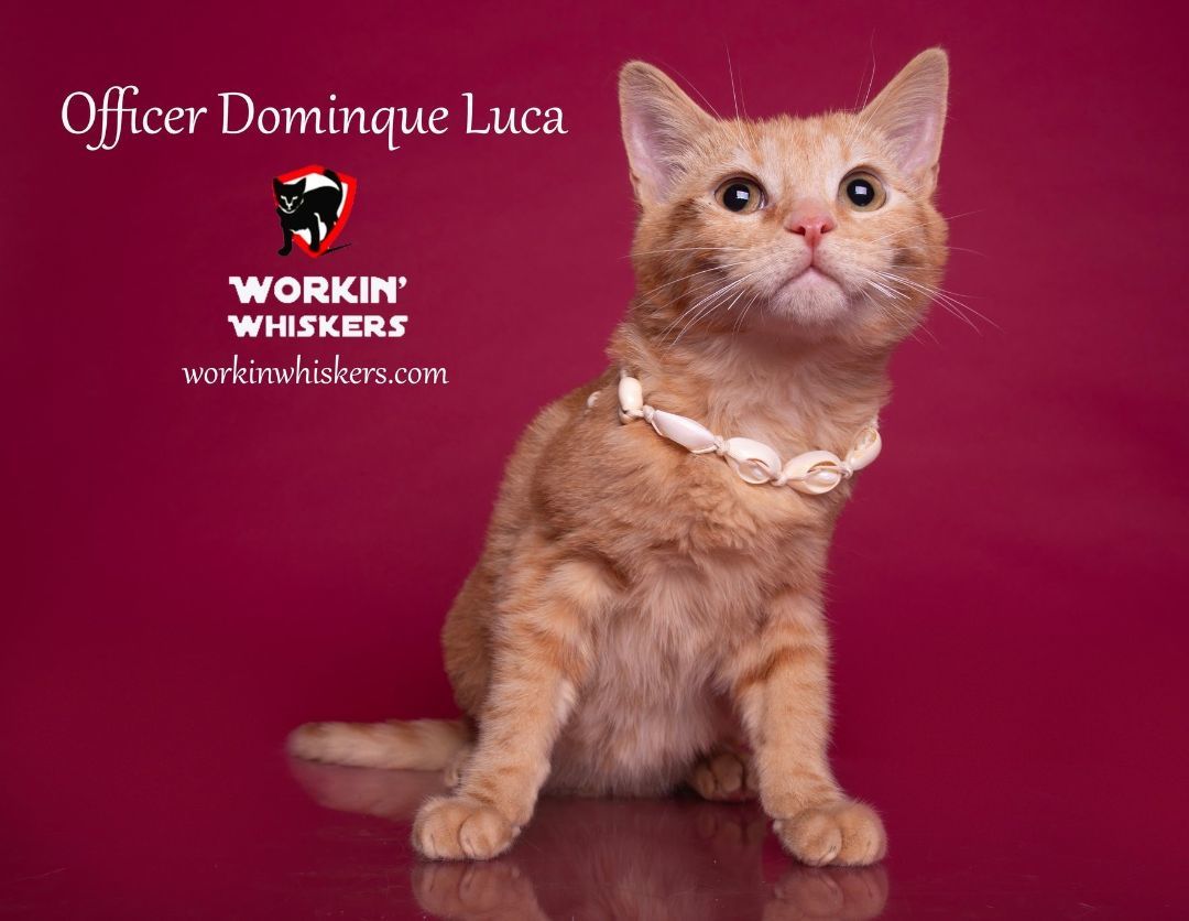 Enlarge OFFICER DOMINQUE LUCA, a Adoptable mixed breed in HEMET, CA image 5/6