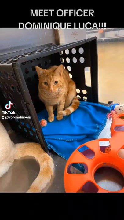 Enlarge OFFICER DOMINQUE LUCA, a Adoptable mixed breed in HEMET, CA video 6/6