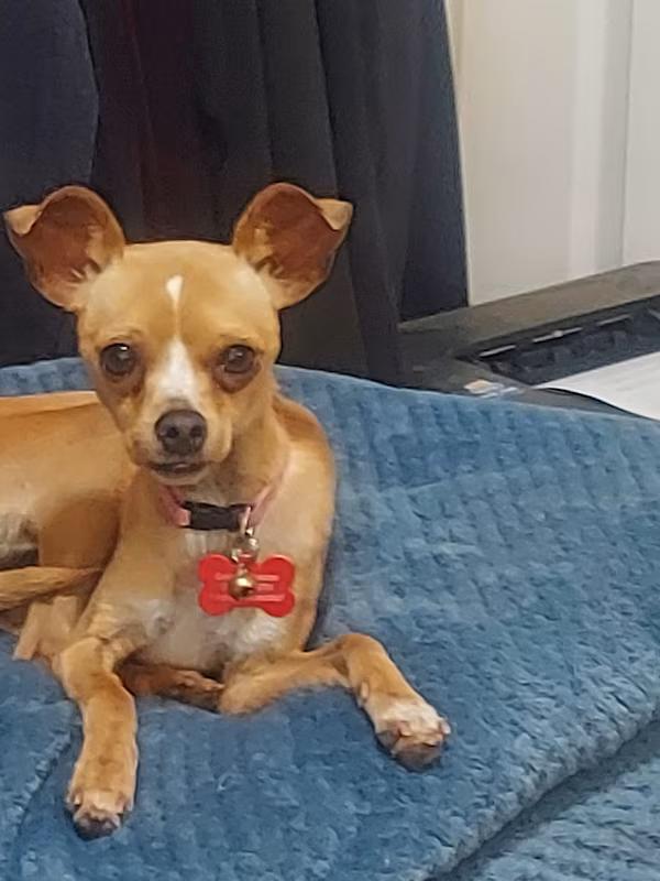 Dream, Adoptable, Young Female Chihuahua.