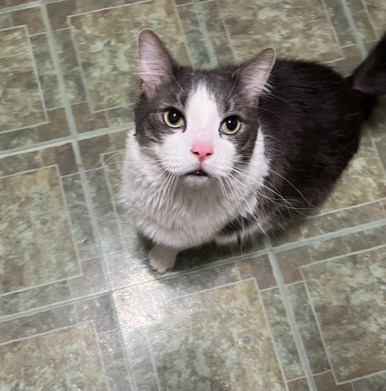 Enlarge Buddee & Kyng (Big Boy), a Adoptable mixed breed in Battle Ground, IN image 4/4