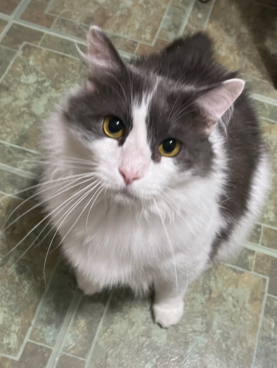 Enlarge Buddee & Kyng (Big Boy), a Adoptable mixed breed in Battle Ground, IN image 3/4