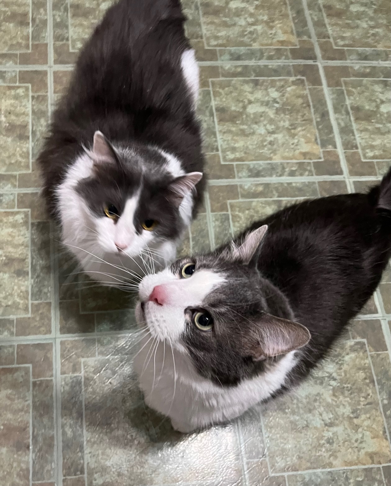 Enlarge Buddee & Kyng (Big Boy), a Adoptable mixed breed in Battle Ground, IN image 1/4