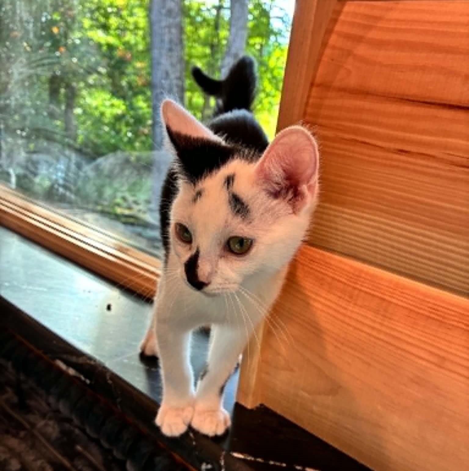 Enlarge Grafitti, a Adopted Domestic Short Hair in Hawley, PA image 4/4