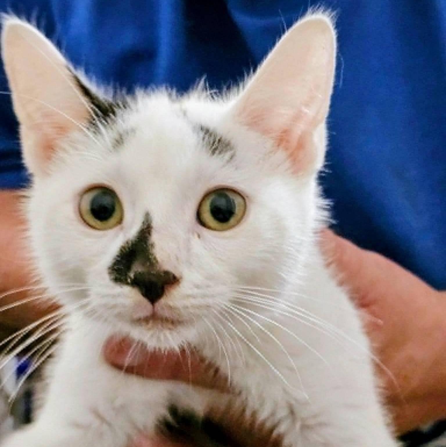 Grafitti, Adopted, Kitten Male Domestic Short Hair.
