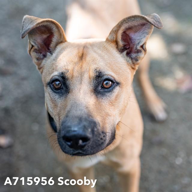 SCOOBY, Adoptable, Young Male German Shepherd Dog & Pit Bull Terrier.