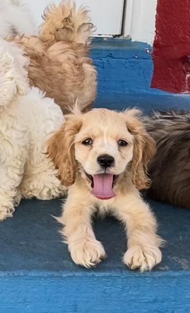 Ernie / Redington Beach, an adopted mixed breed in Redington Beach, FL image 3/6