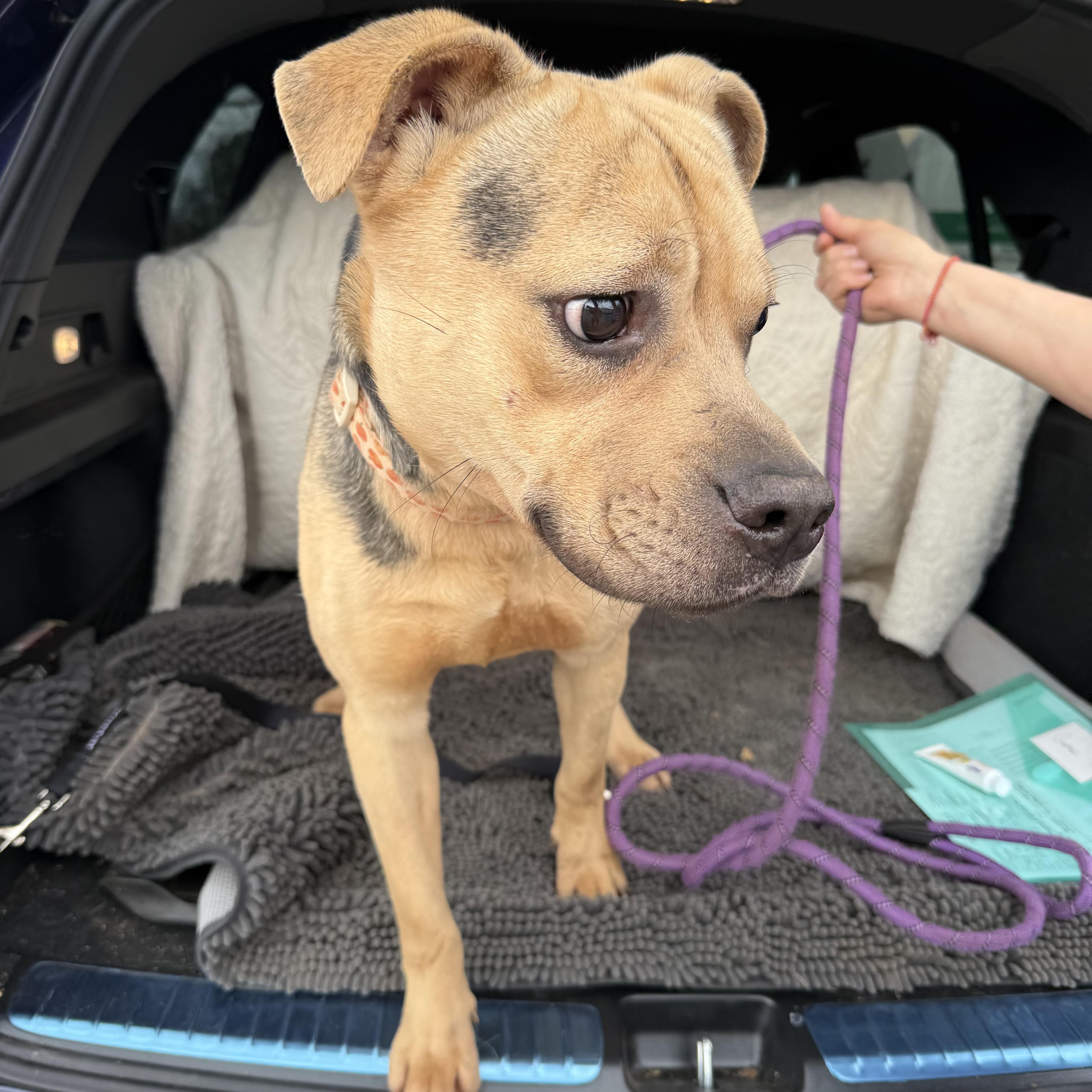 Enlarge Goober, an adopted mixed breed in Columbia, SC image 5/6