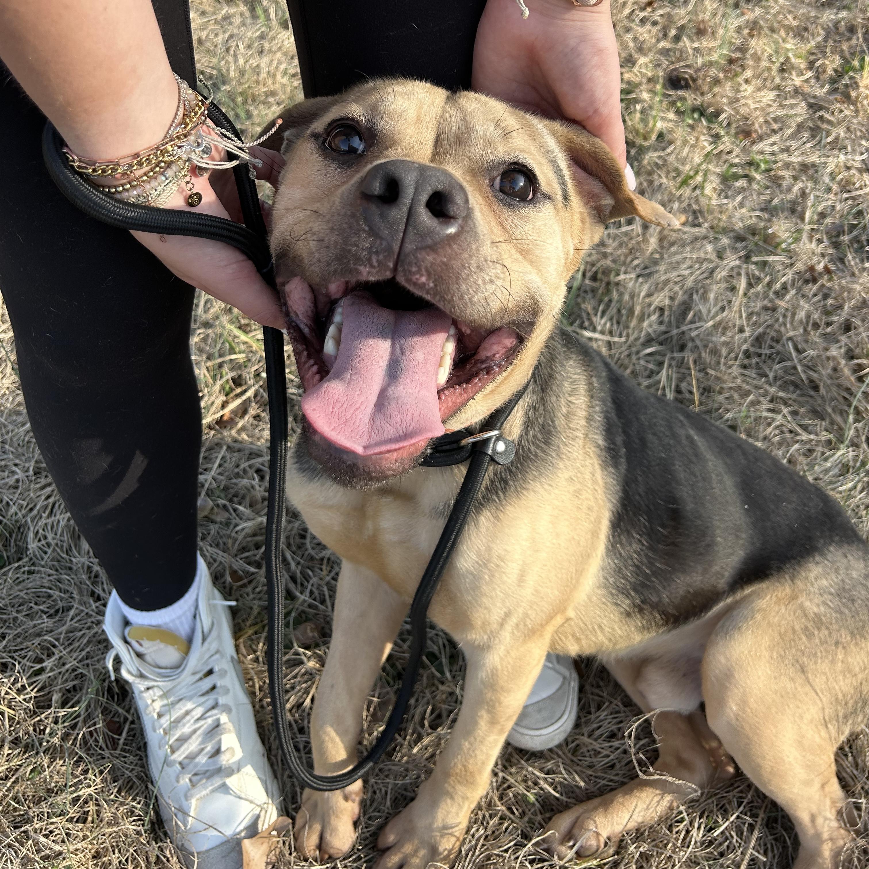 Enlarge Goober, an adopted mixed breed in Columbia, SC image 1/6