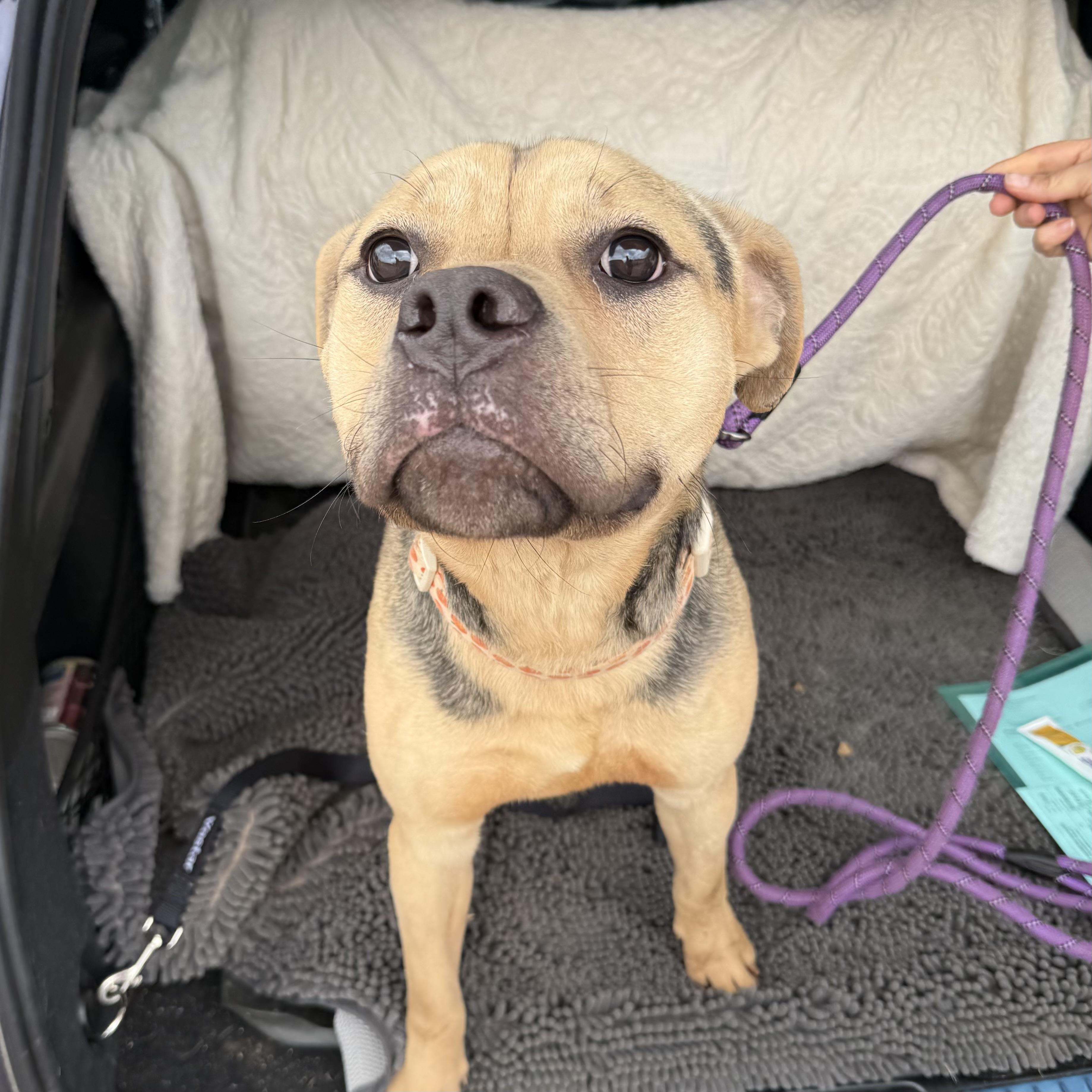 Enlarge Goober, an adopted mixed breed in Columbia, SC image 3/6