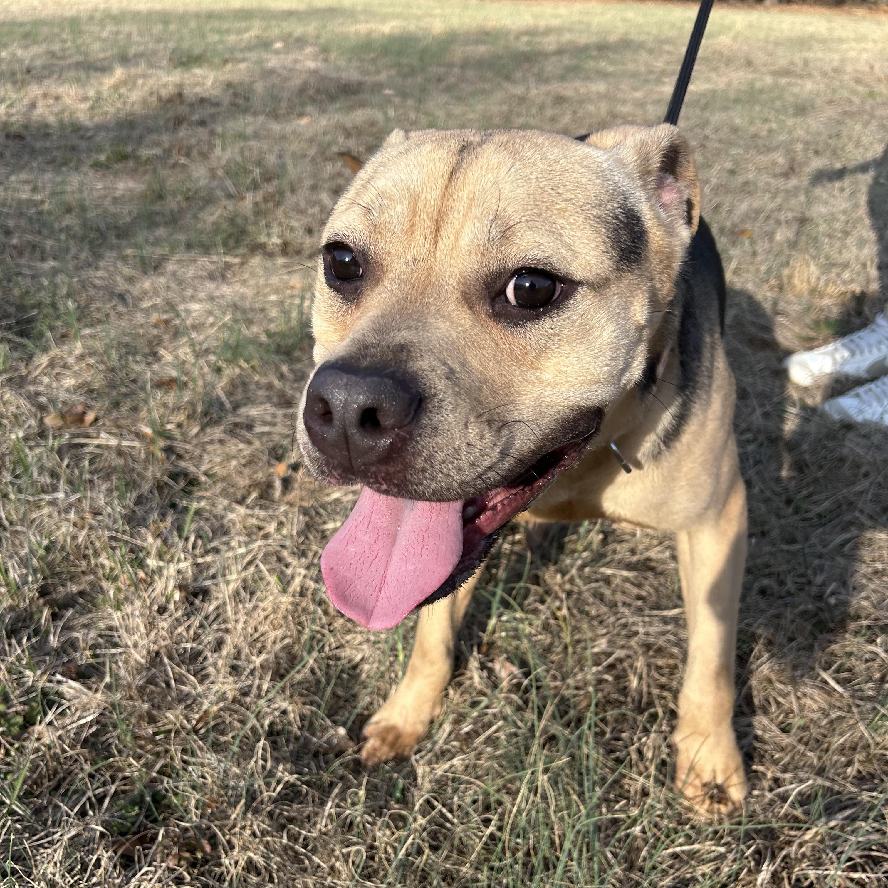 Enlarge Goober, an adopted mixed breed in Columbia, SC image 4/6
