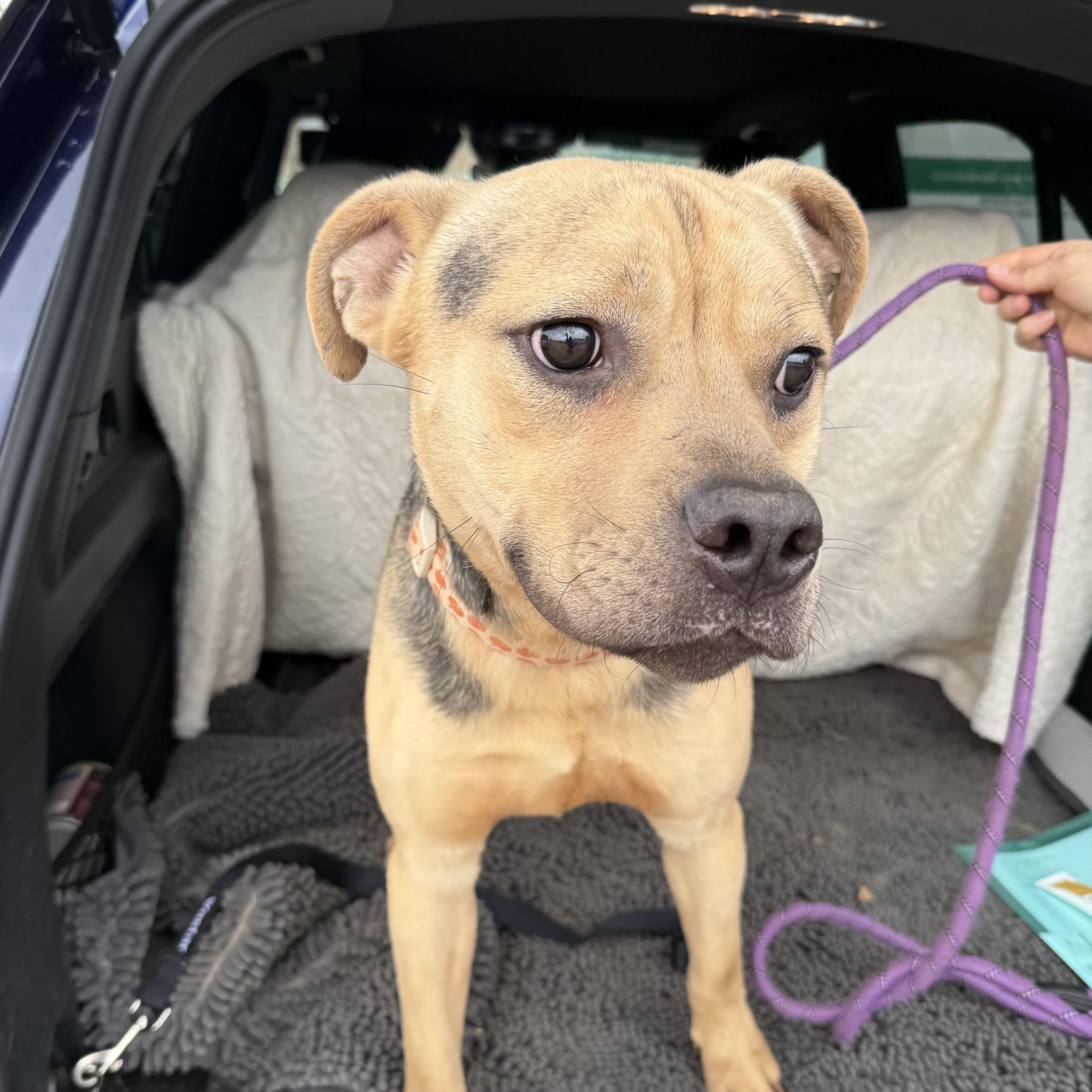 Enlarge Goober, an adopted mixed breed in Columbia, SC image 2/6