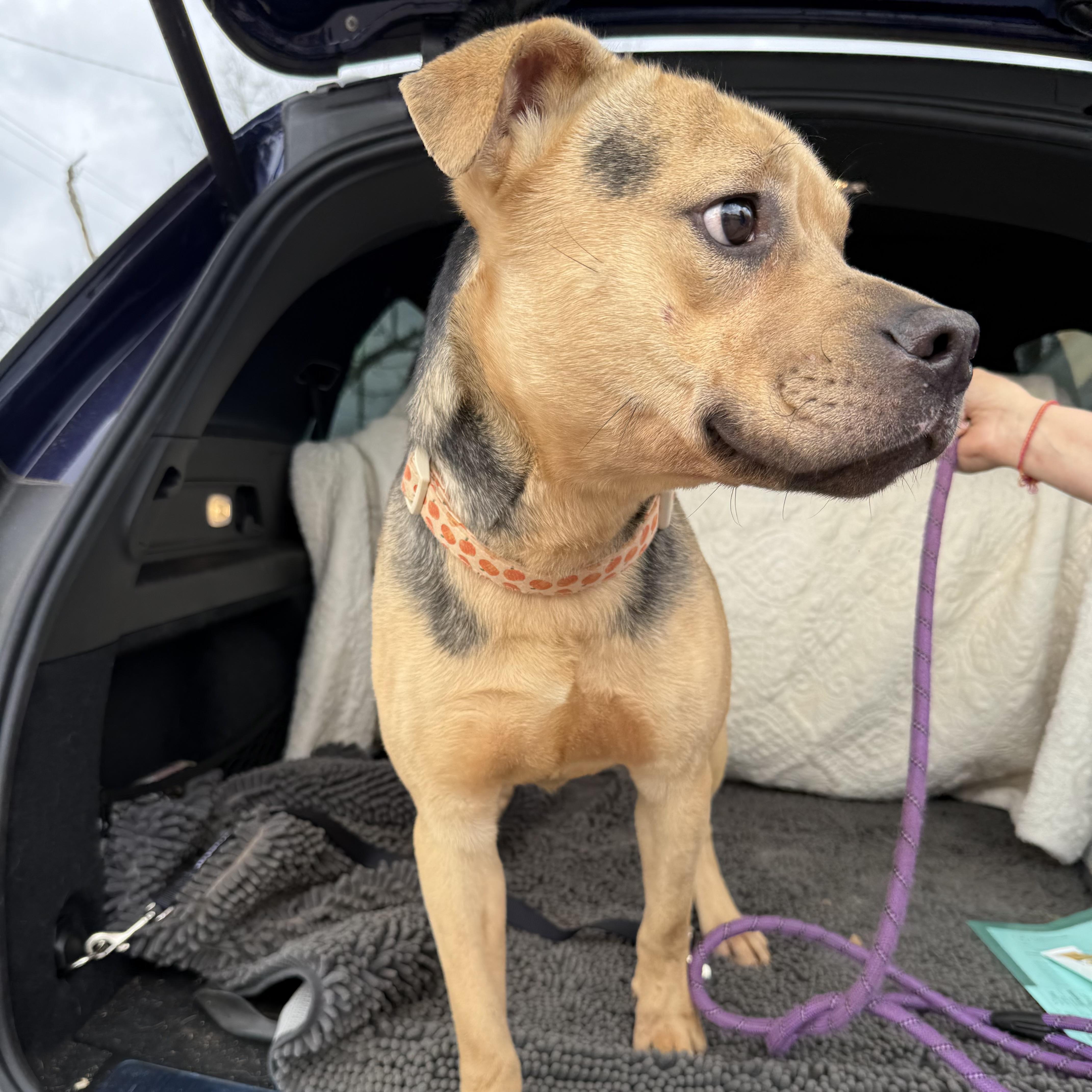 Enlarge Goober, an adopted mixed breed in Columbia, SC image 6/6