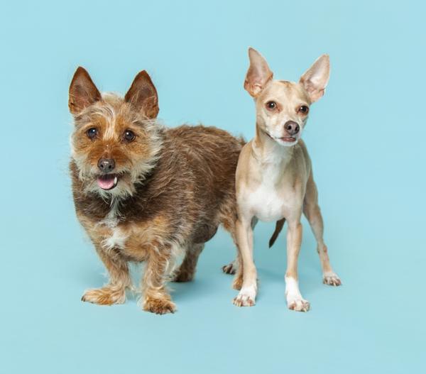 Rosebud, a Adoptable mixed breed in Knoxville, TN image 1/3