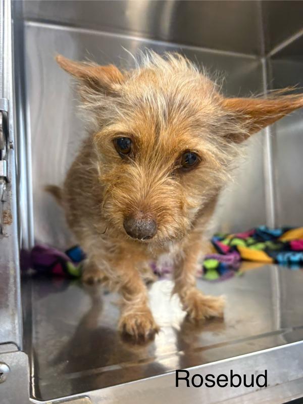 Rosebud, a Adoptable mixed breed in Knoxville, TN image 3/3