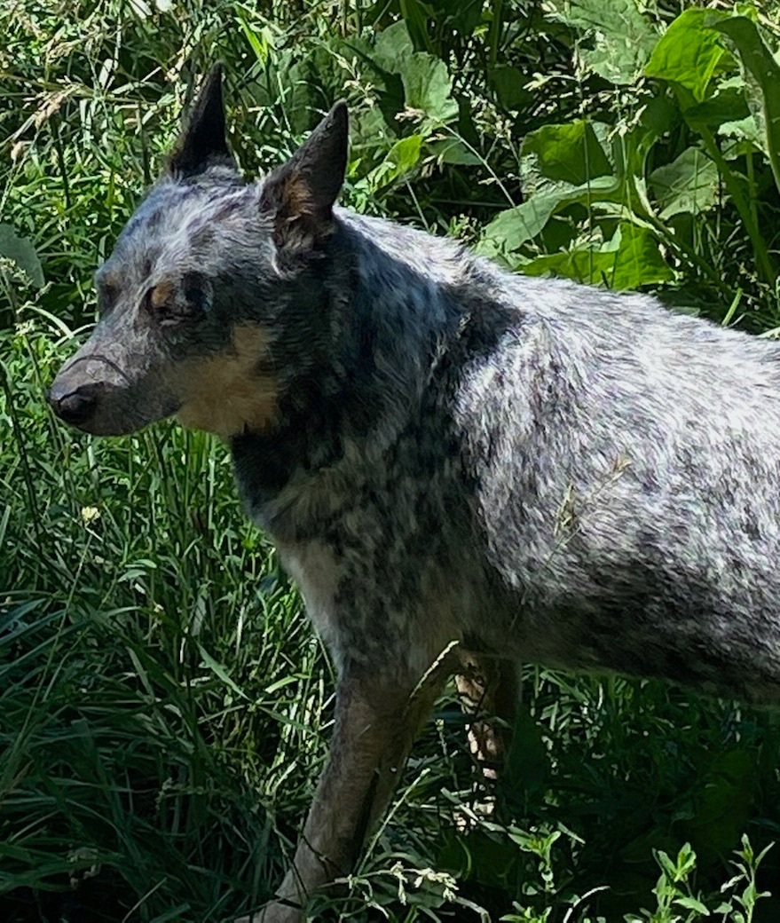 Cattle Dog aka "Cattle D", Adoptable, Adult Male Cattle Dog & Australian Cattle Dog / Blue Heeler.