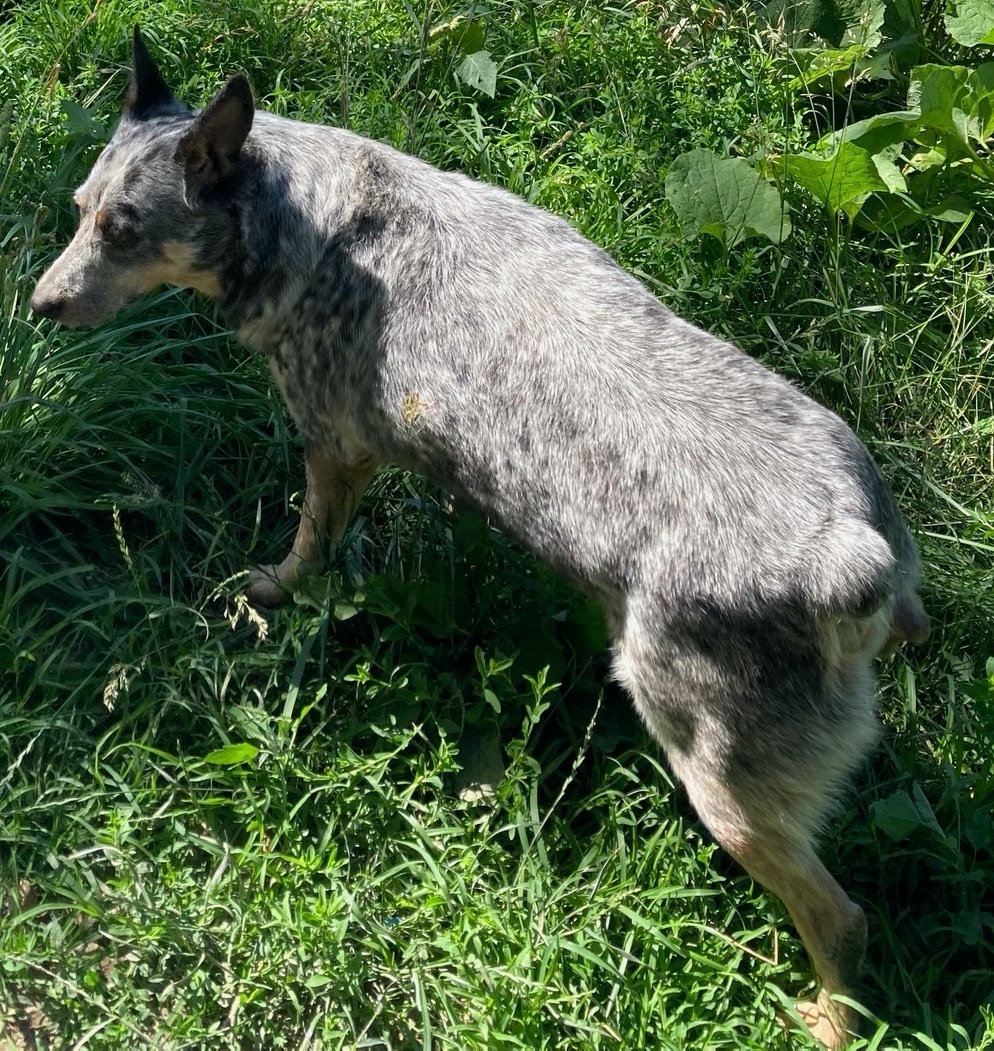 Cattle Dog Aka "cattle thumbnail 3