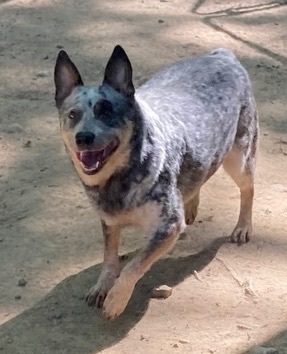 Cattle Dog Aka "cattle thumbnail 4