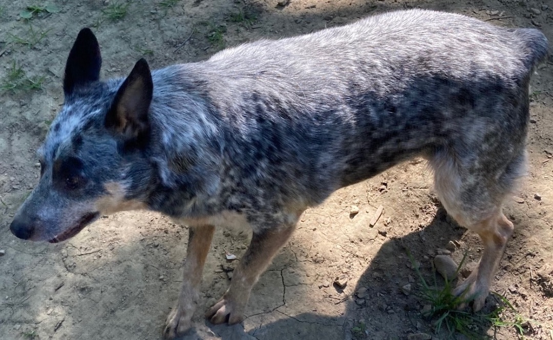Cattle Dog Aka "cattle thumbnail 5