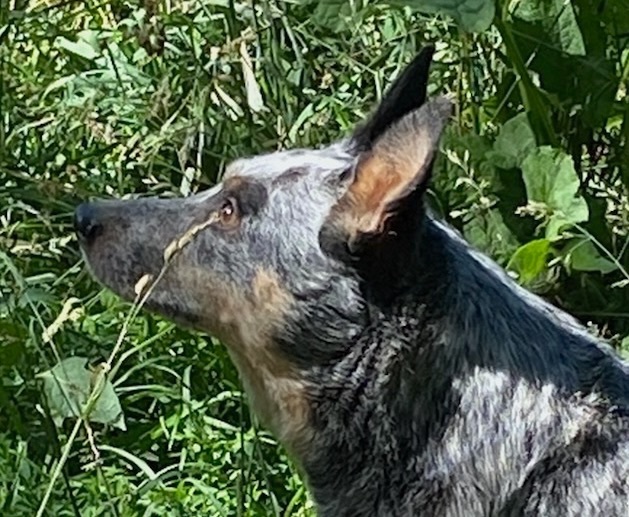 Cattle Dog Aka "cattle thumbnail 6