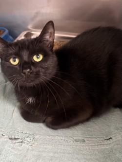 Magpie, an adoptable Domestic Short Hair in Shasta Lake, CA, 96019 | Photo Image 1