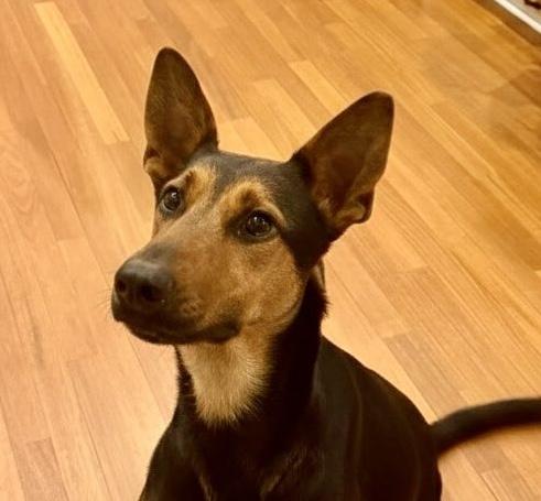 Tayla, ADOPTABLE, Young Female Doberman Pinscher & Shepherd.