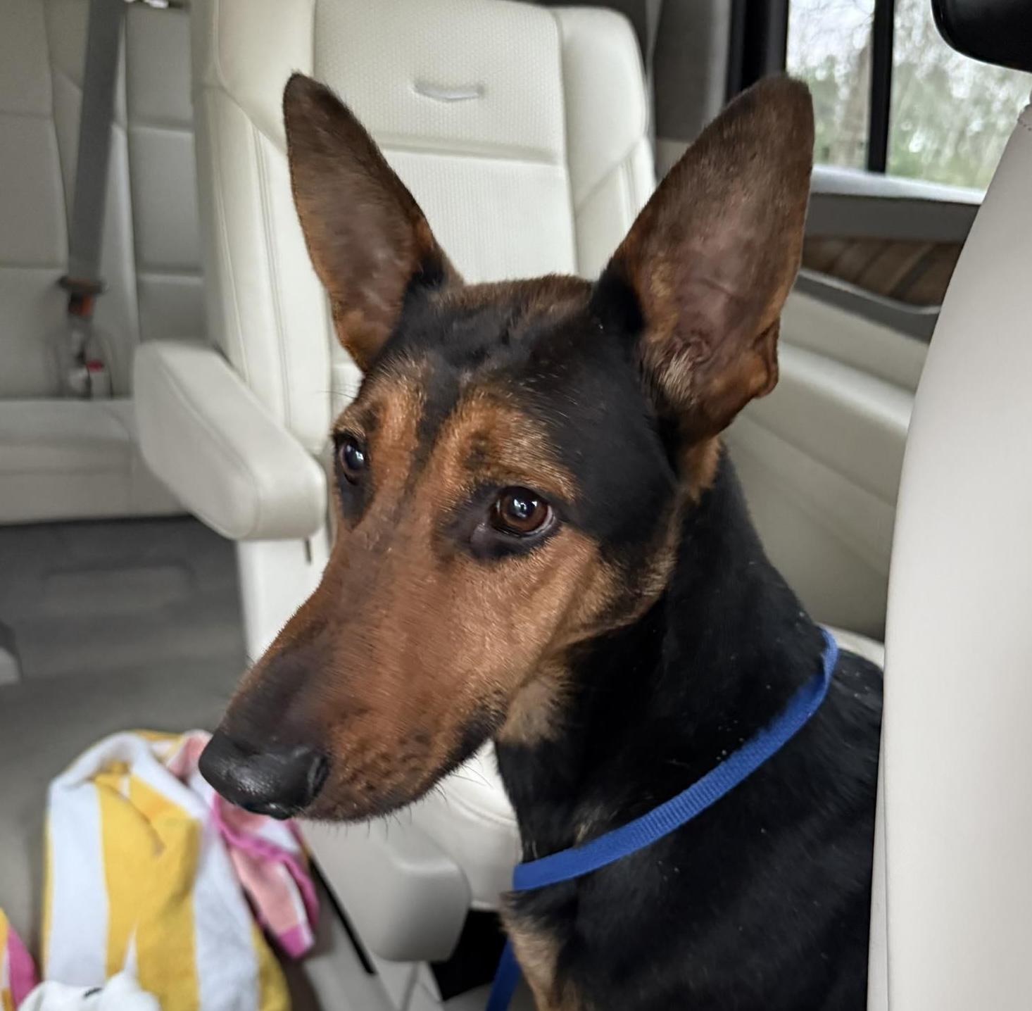 Enlarge Tayla, a ADOPTABLE mixed breed in Cumming, GA image 1/4