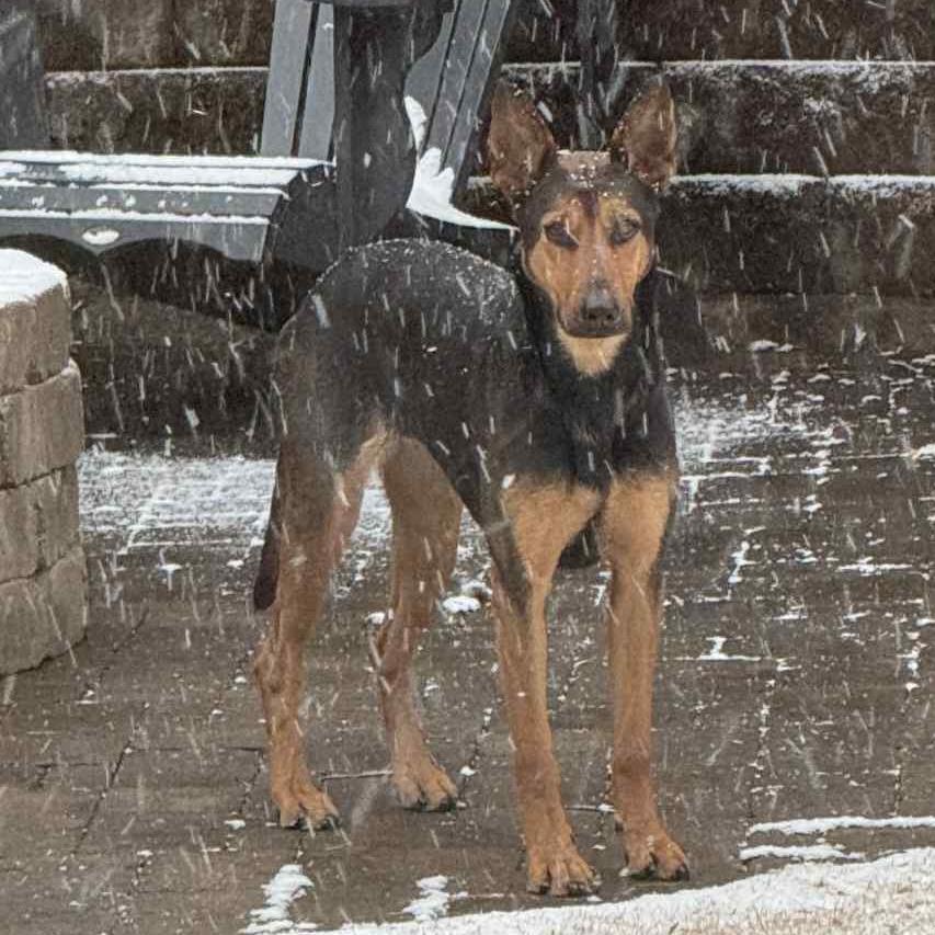 Enlarge Tayla, a ADOPTABLE mixed breed in Cumming, GA image 3/6