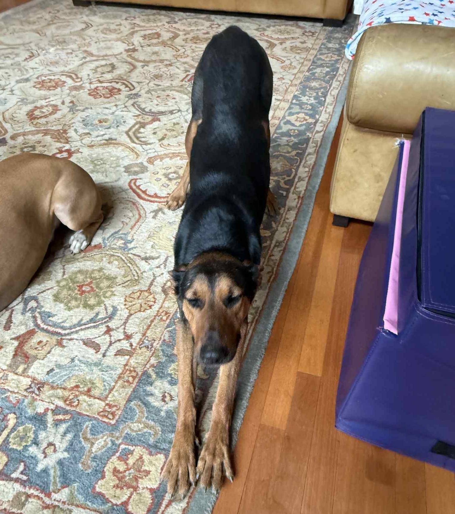 Enlarge Tayla, a ADOPTABLE mixed breed in Cumming, GA image 4/6