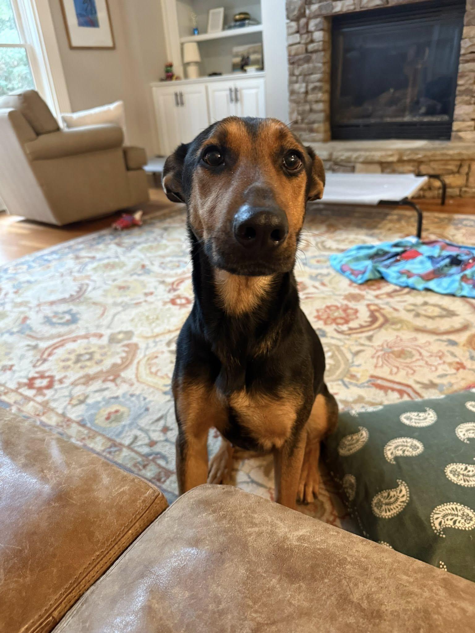 Enlarge Tayla, a ADOPTABLE mixed breed in Cumming, GA image 3/4