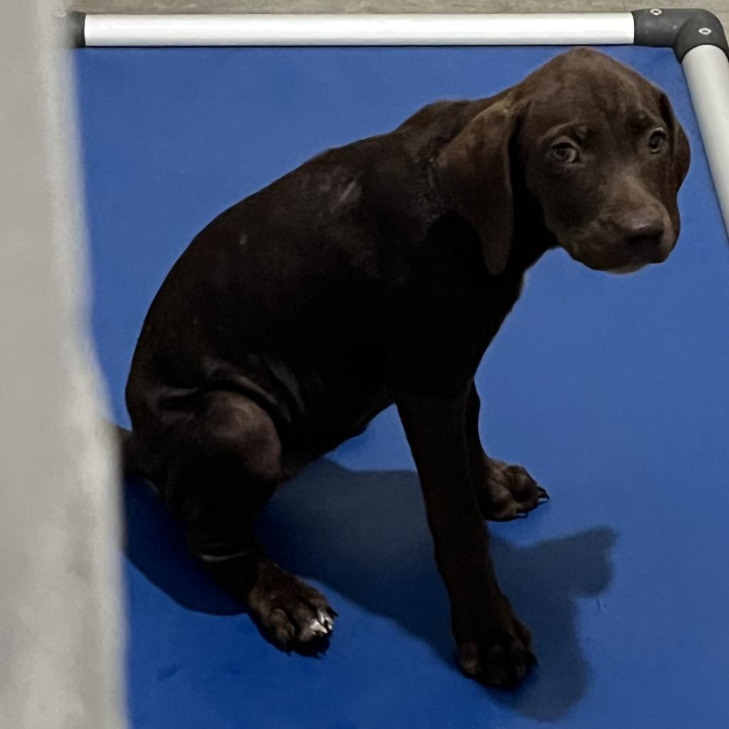 Cowardly, Adoptable, Puppy Male Labrador Retriever & Mixed Breed.