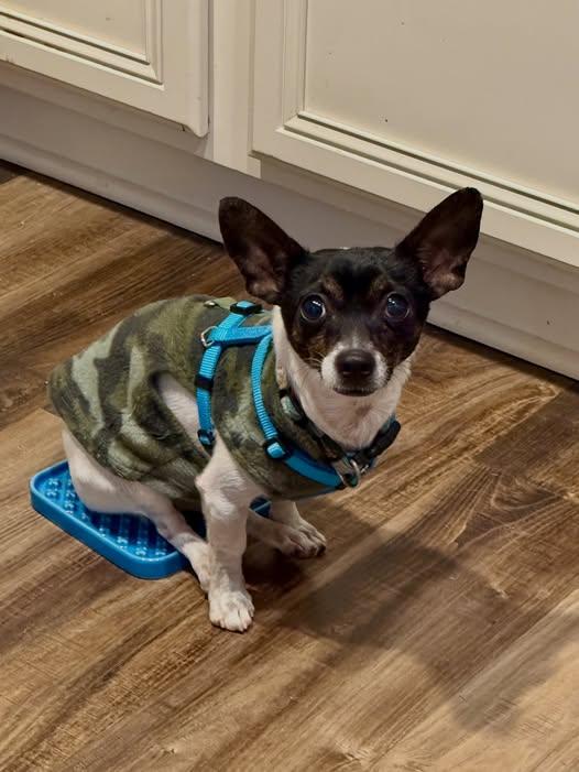 Enlarge Freddy, a Adoptable Chihuahua in Austin, TX image 2/4