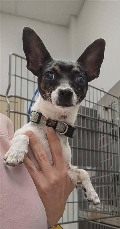 Enlarge Freddy, a Adoptable Chihuahua in Austin, TX image 5/6