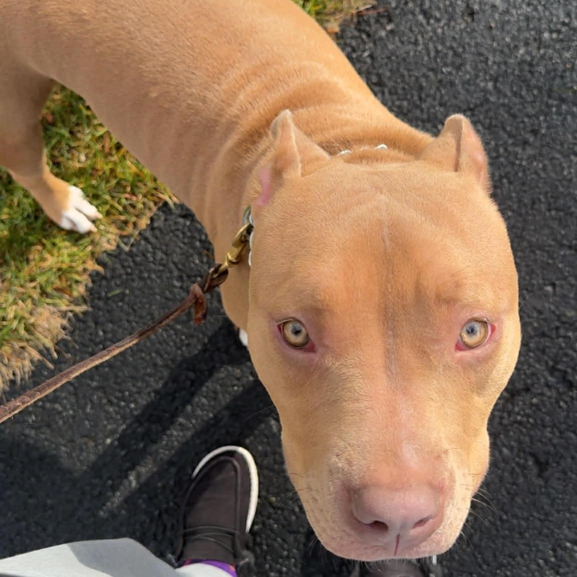 Noodle-COURTESY, ADOPTABLE, Young Female Pit Bull Terrier.