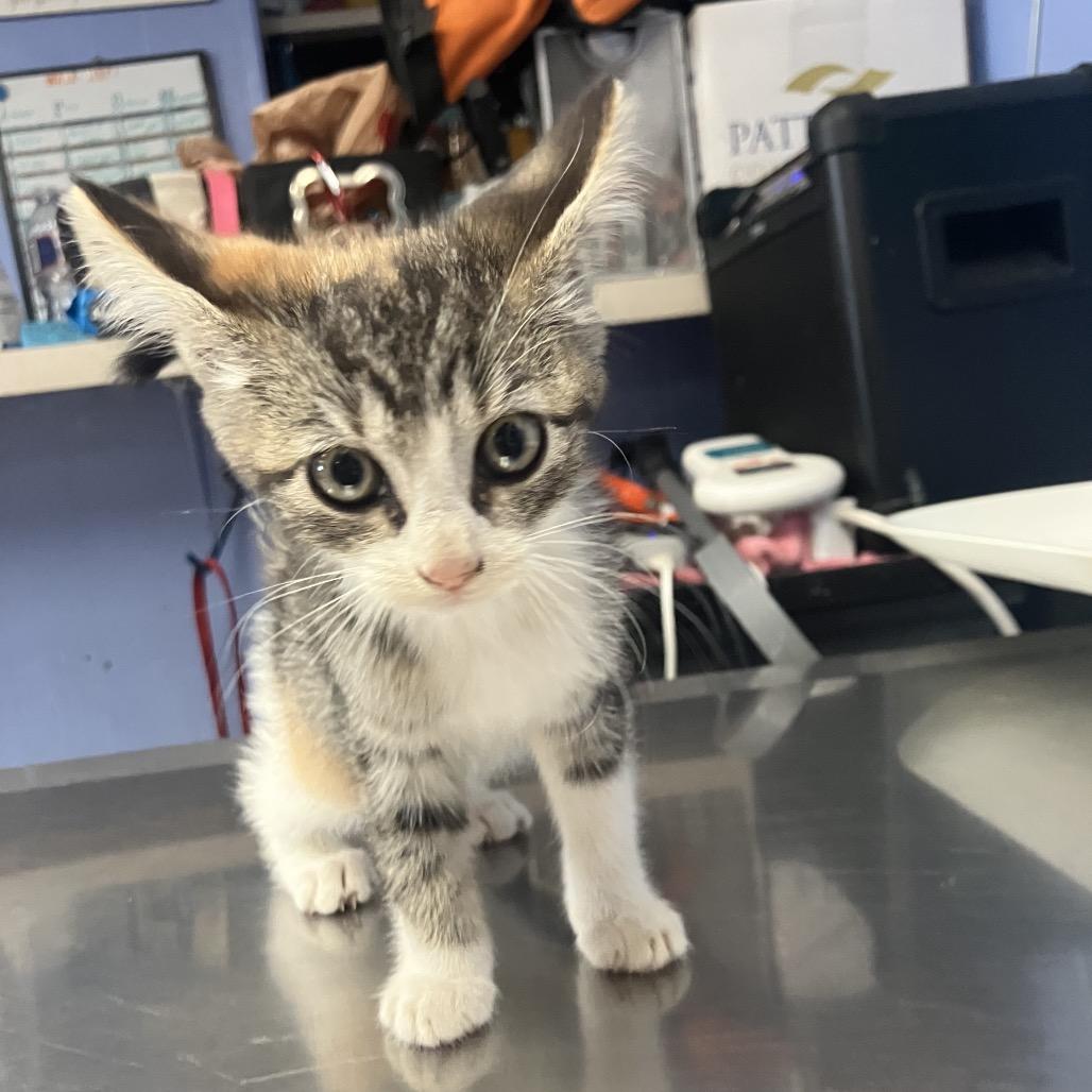 Sweet Tart thumbnail 2