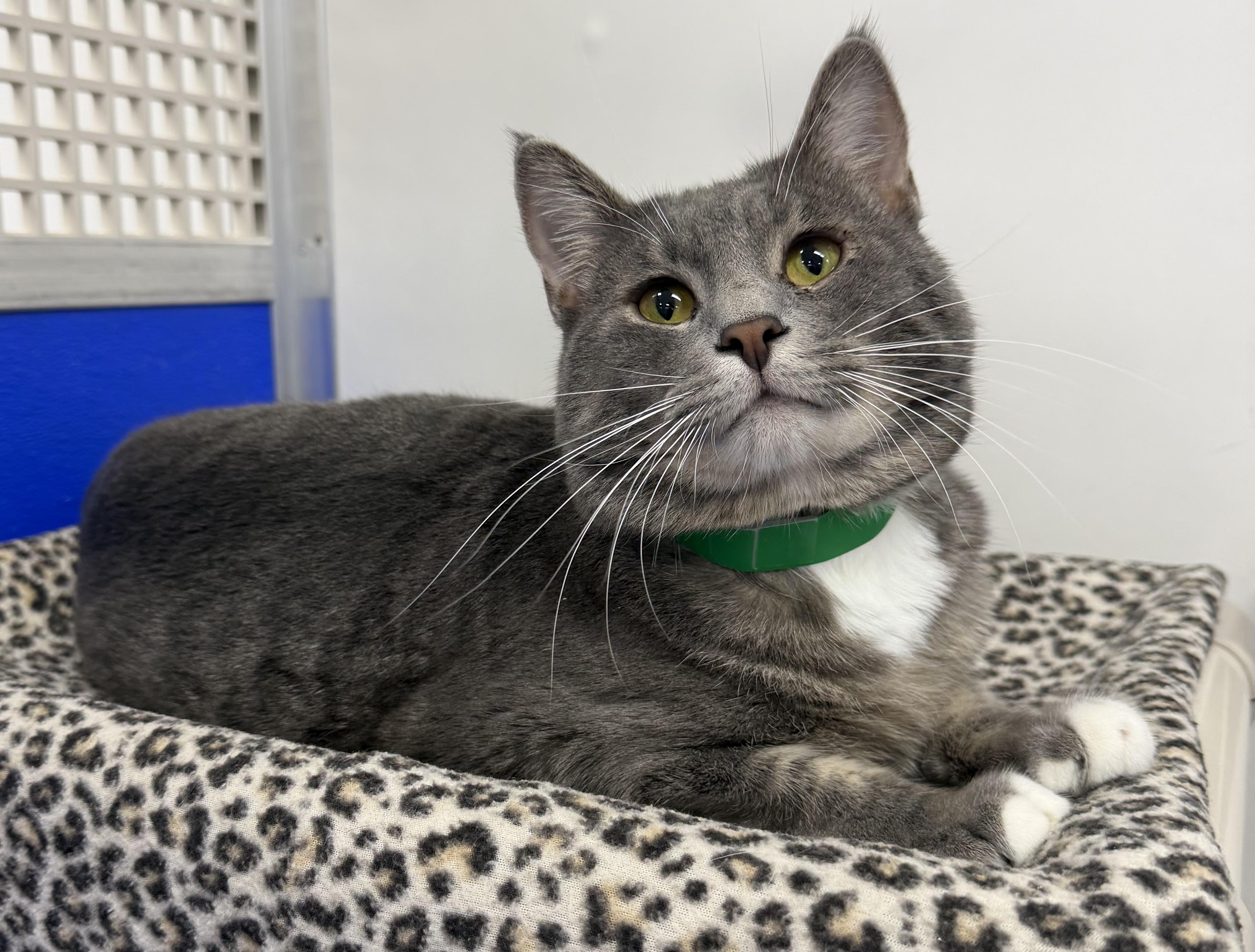 Enlarge Harrison, a ADOPTABLE Domestic Short Hair in Dunkirk, NY image 1/1