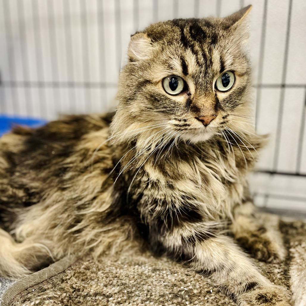 Enlarge Cutie Pie, a Adoptable Domestic Long Hair in Lebanon, MO image 1/1