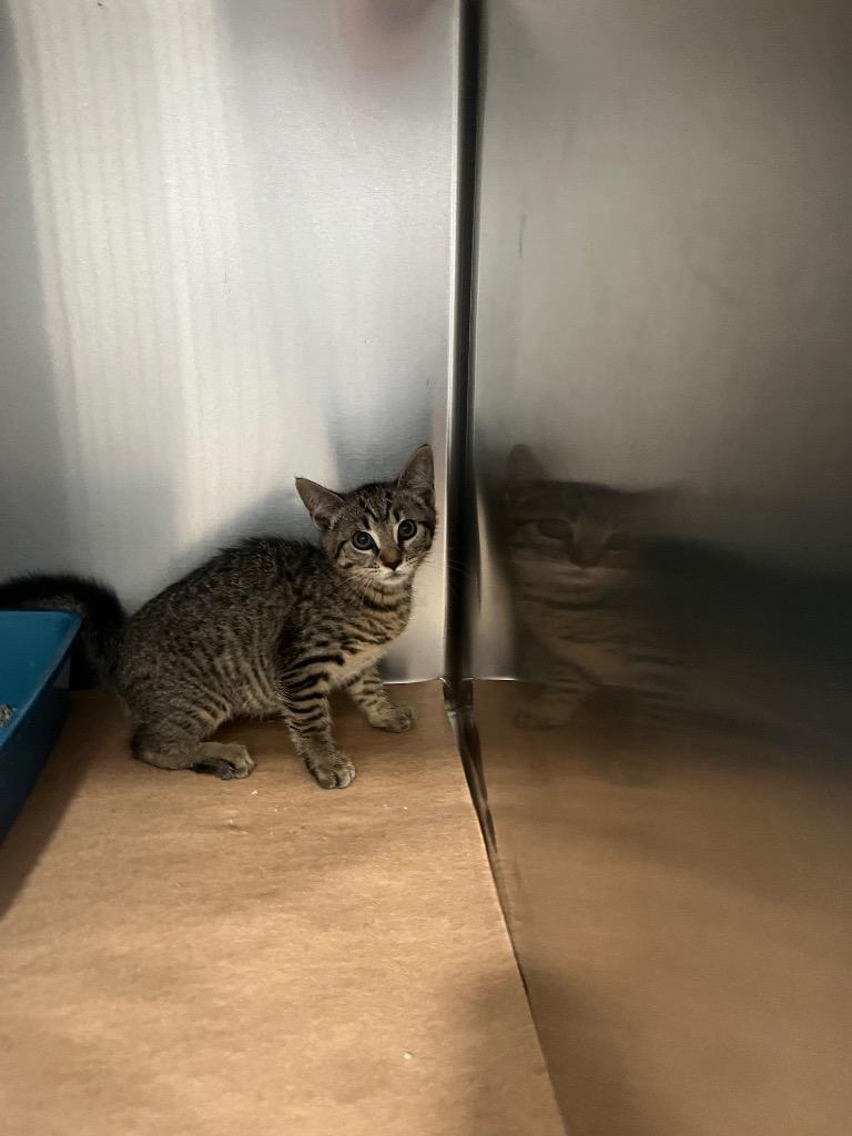 Xylophone, Adoptable, Kitten Female Domestic Short Hair.