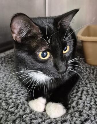 Enlarge Prima, a Adoptable Domestic Short Hair in Butte, MT image 1/1
