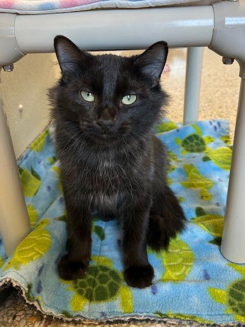 Snallygaster, Adoptable, Young Male Domestic Short Hair.